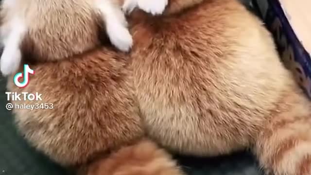 two red panda