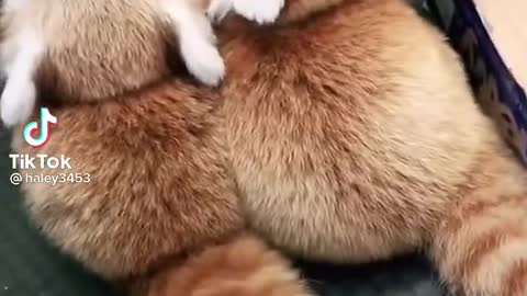 two red panda