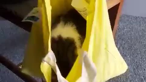 Cat in the bag