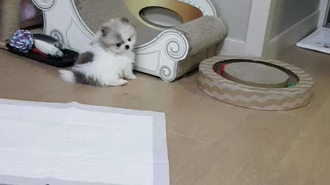 The cute back of a baby puppy.