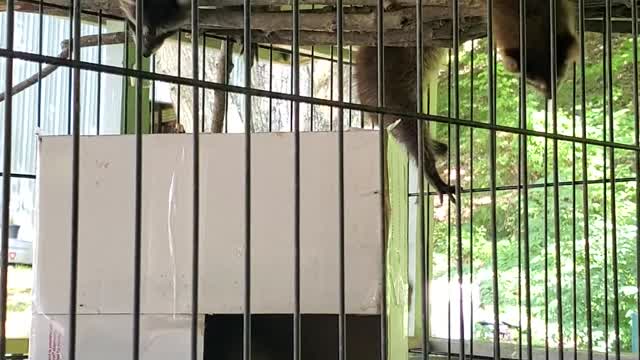 Baby raccoons learning to climb