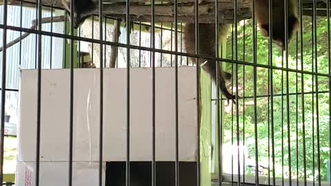 Baby raccoons learning to climb