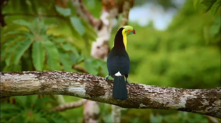 Beautiful Keel-billed Toucan,Keel-billed Toucan.Beautiful Keel-billed Toucan,Keel-billed Toucan