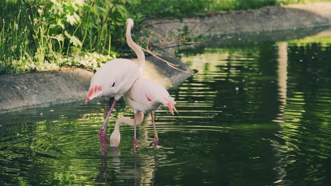 birds World Beautiful sights .. Flamingo birds