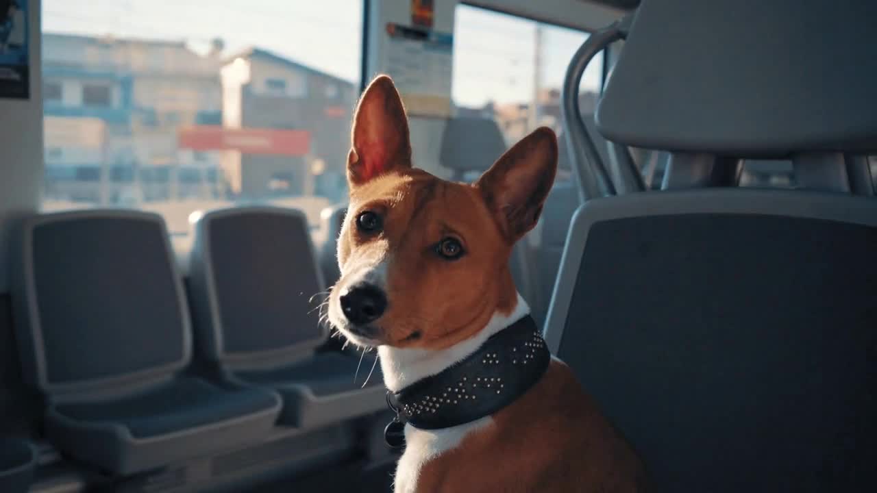 Portrait of cute basenji dog looking at camera