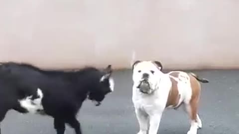 Friendly Fight Between Goat And Dog #shorts #viral #shortsvideo #video