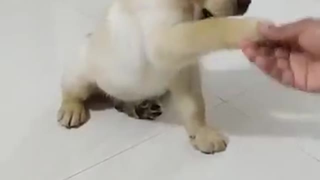 Best training dog video to teach how to shake hands with a dog