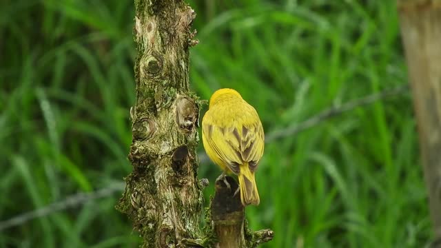 nature-bird-yellow-colombia