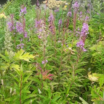 Anchor River Alaska, August 2nd,2022 mefoundation.world