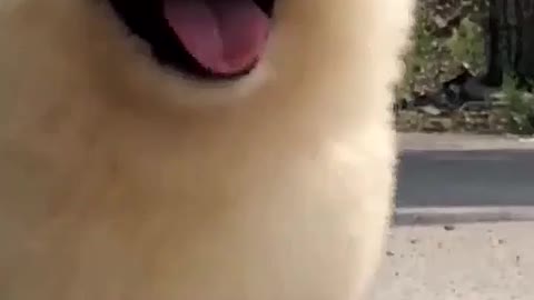 tongue