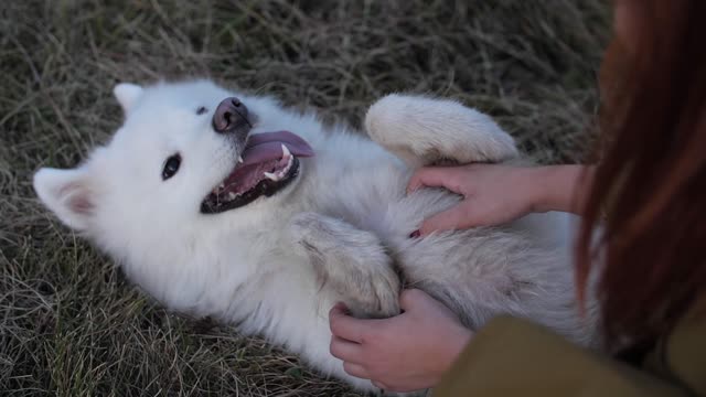 Dog petting girl