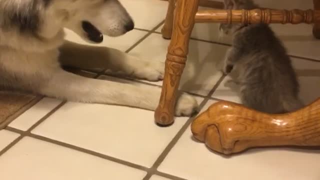 Brown kitten under wooden kitchen chair plays with white husky