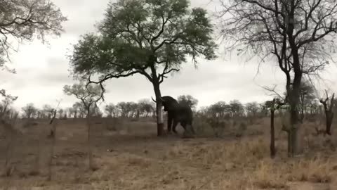 After the buffaloes' hunt failed, the suffering lion met a tragic end | Animal World