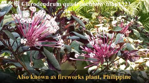 煙火樹 Clerodendrum quadriloculare／Fireworks Bush, mhp1323, Apr 2021