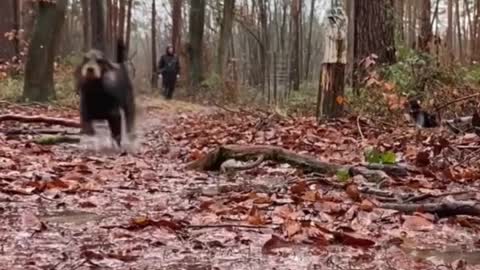 Rainy day in the forest.#wilddogs #dogs #puppy#cutedog #dog_world.