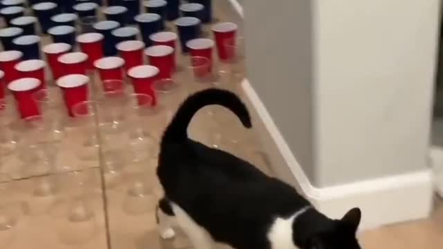 This is an obvious difference between a cat and a dog.