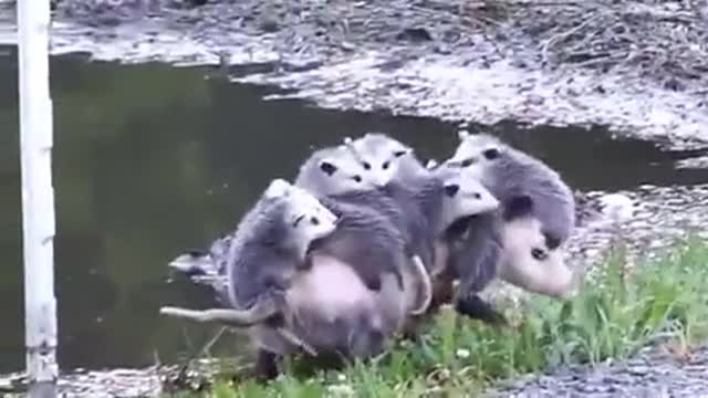 Hardworking opossum mama crying her babies