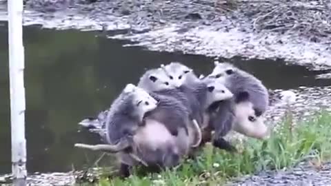 Hardworking opossum mama crying her babies