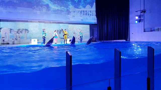 Pacific Land Dolphin Jump, Jeju Island, South Korea