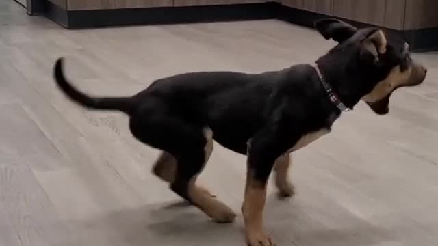 Dancer| Dog Funny | Dog Cute Video |Funny animals