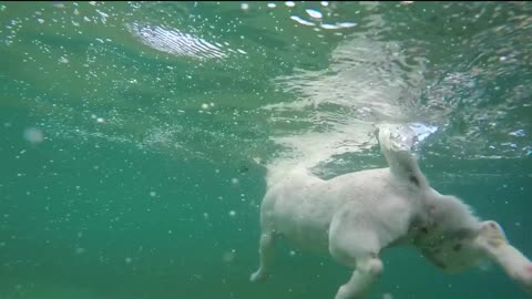 DOG ENJOY SWIMMING RIDE