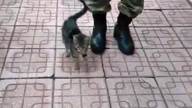 A cat imitating the soldier (The recruiting cat)😂😂😂