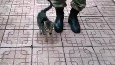 A cat imitating the soldier (The recruiting cat)😂😂😂