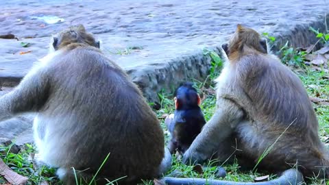 monkey Brinn and Amara with their kids