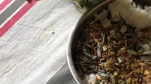 Alexandrine baby Parrots eating