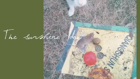 Cat eating a rider