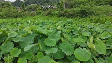 lotus leaves