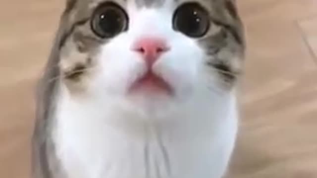 You are having a snowball fight with a cat at the door.