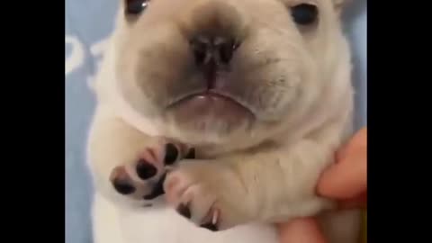 Very cute puppy🐶