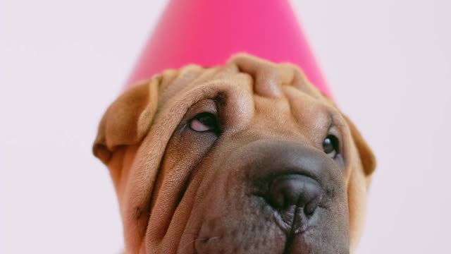 Cute wrinkled puppy with a party hat - So funny