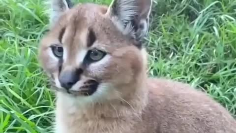 Caracal ear flick