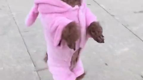 This puppy is too cute!