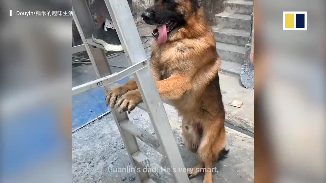 Smart dog helps girl keep a lookout so that she can watch TV