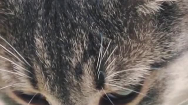 Cute cat licking up milk