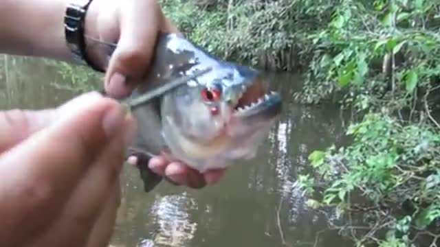 Piranha a fish with sharp teeth