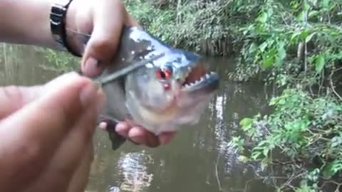 Piranha a fish with sharp teeth