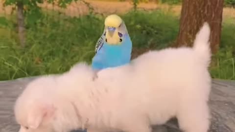 cute animals funny video clips 😂😍😻 #shorts #funny #cuteclips