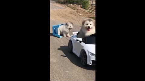 Funny cat videos2023:: Funny animal videos