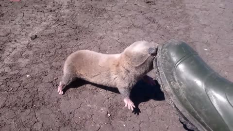 Violent attack by a mole rat