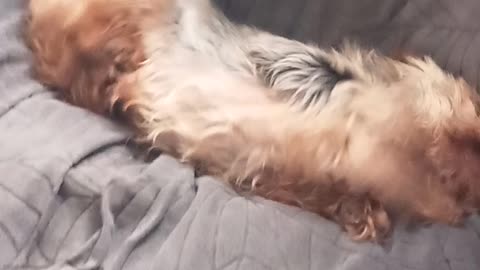 Yorkie having fun.