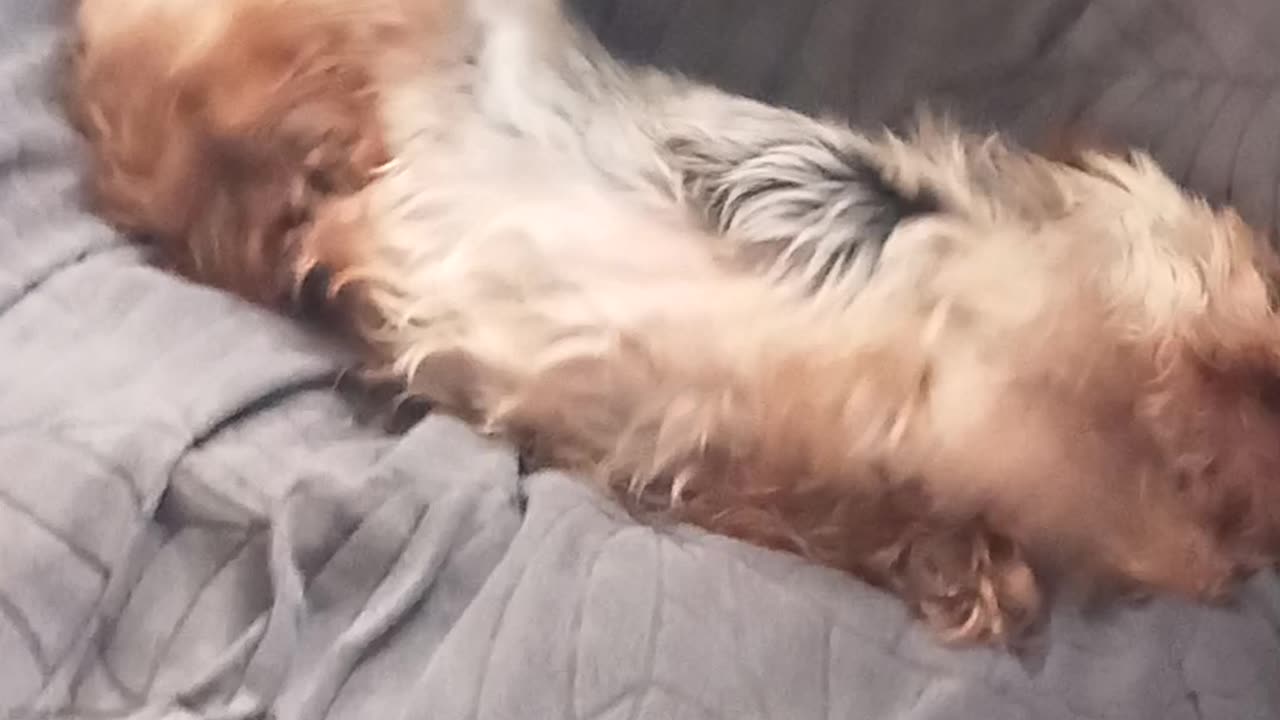 Yorkie having fun.