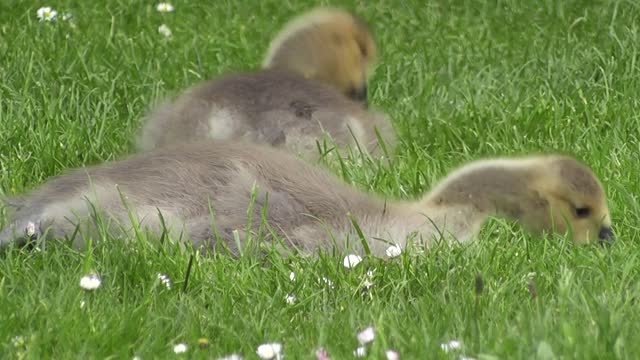 Goose Chick Cute Bird Nature Outdoors Beauty