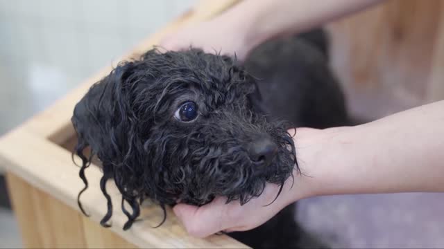 long haired black dog