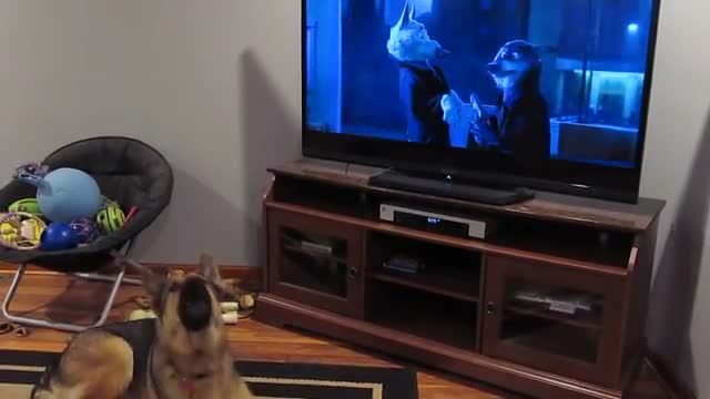 German shepherd howling with wolves from Zootopia♥