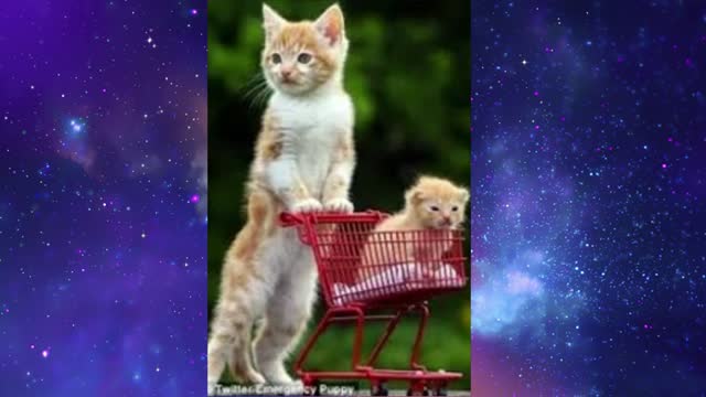 cutest animals in the world