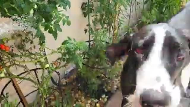 Funny Great Dane Loves To Hel Pwaer The Tomato Plants